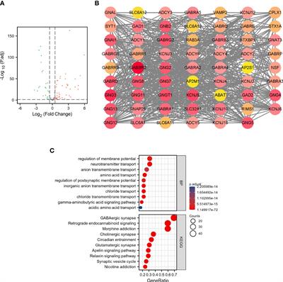 A novel risk score model based on gamma-aminobutyric acid signature predicts the survival prognosis of patients with breast cancer